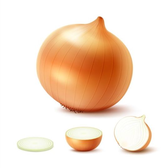 Fresh onion slice vector 03