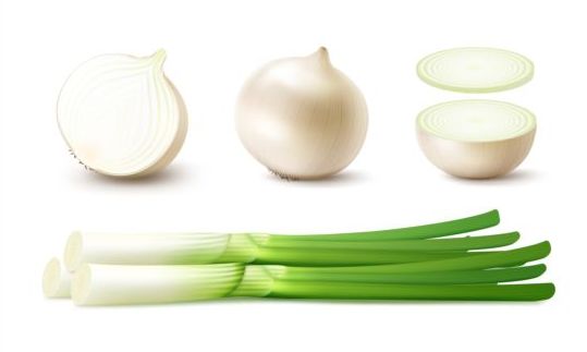 Onion slice with gree vagetables vector 01