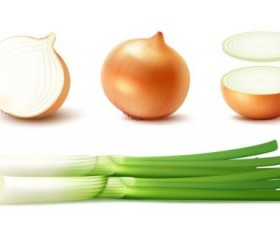 Onion slice with gree vagetables vector 02