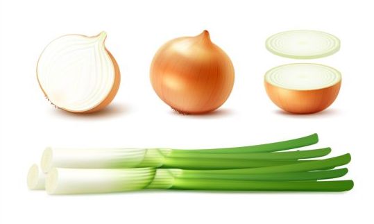 Onion slice with gree vagetables vector 02