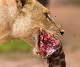 A lioness with a venison in his mouth