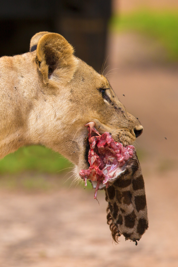 A lioness with a venison in his mouth