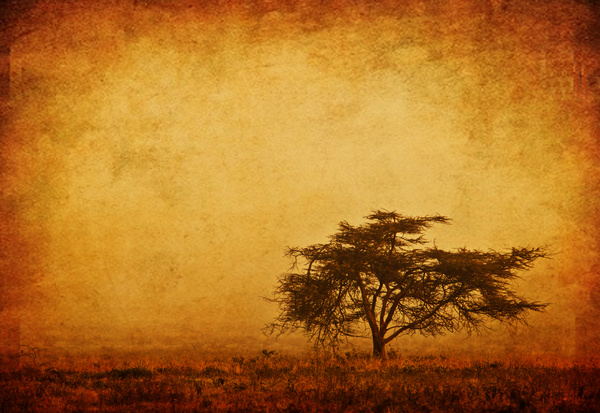 A lonely tree in the grassland Stock Photo