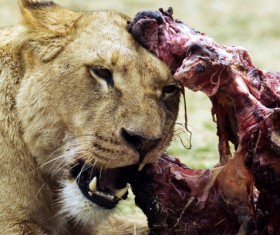 Alone to enjoy the food lioness