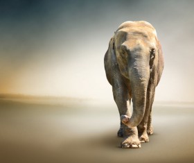 An elephant in the gray background HD picture