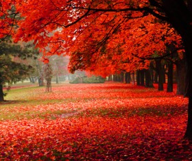 Autumn covered with red maple leaves on the ground