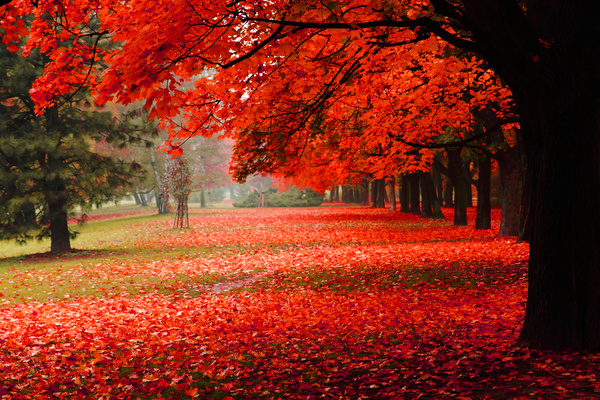 Autumn covered with red maple leaves on the ground
