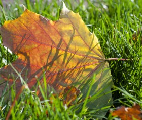 Autumn leaves on the grass Stock Photo