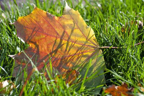 Autumn leaves on the grass Stock Photo