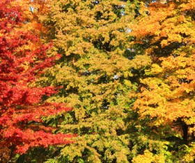 Autumn leaves under the sun Stock Photo