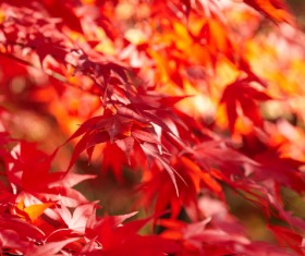 Autumn maple leaf with blurred background 01