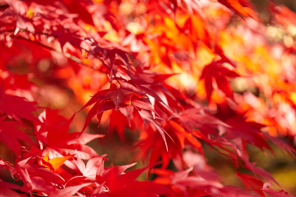 Autumn maple leaf with blurred background 01 free download