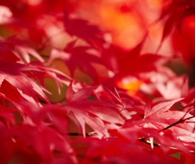 Autumn maple leaf with blurred background 02
