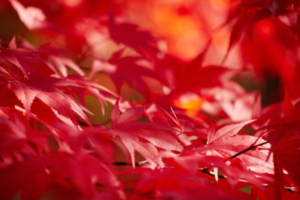 Autumn maple leaf with blurred background 02