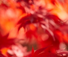 Autumn maple leaf with blurred background 03