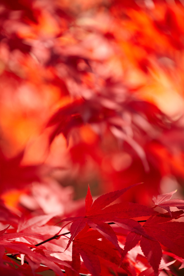 Autumn maple leaf with blurred background 03