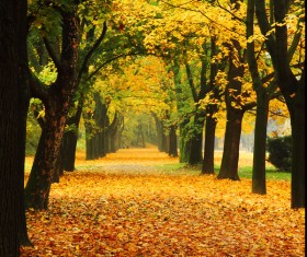 Autumn scenery covered with yellow leaves on the ground