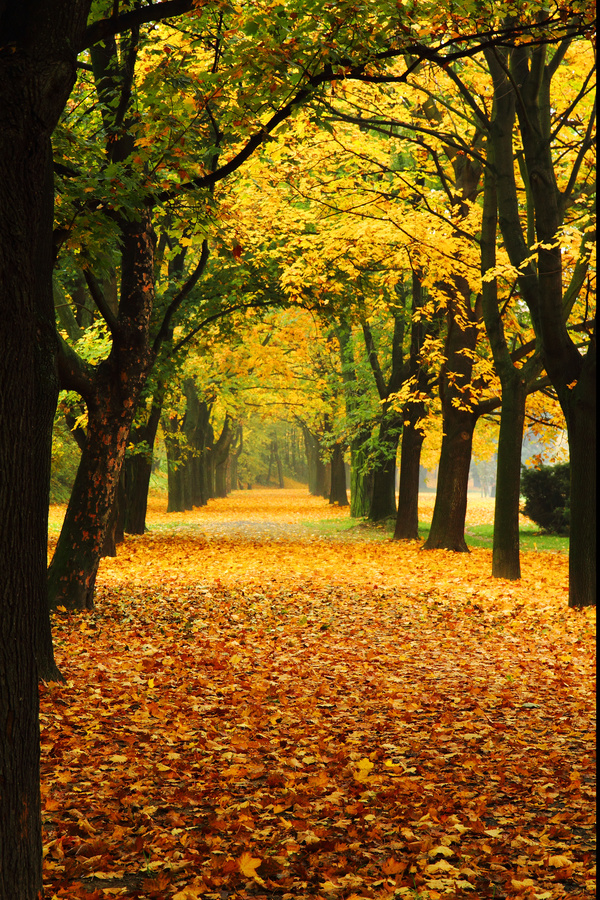Autumn scenery covered with yellow leaves on the ground