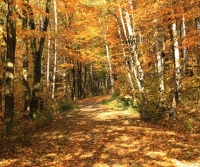 Autumn trees yellow leaves Stock Photo