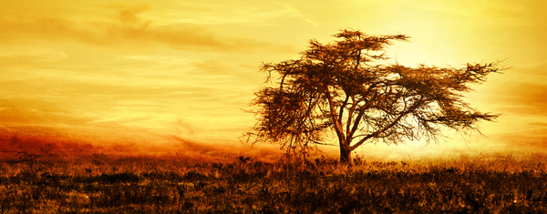 Beautiful sunset over the African savannah