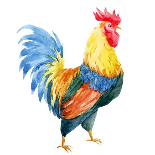 Beautiful watercolor rooster vector
