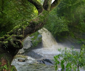 Bent trees and a waterfall on a green background
