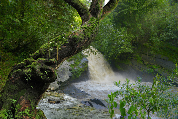 Bent trees and a waterfall on a green background