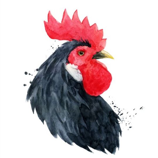 Black rooster head vector
