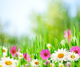 Blooming flowers with blurred background Stock Photo