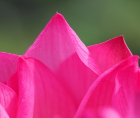 Blooming pink petals