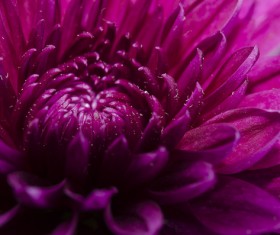 Blooming purple flowers