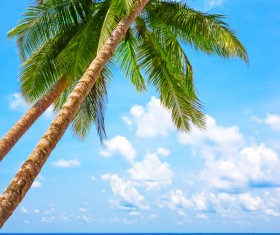 Blue sea and white beach coconut trees