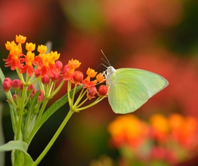 Butterfly and Red Flower HD picture