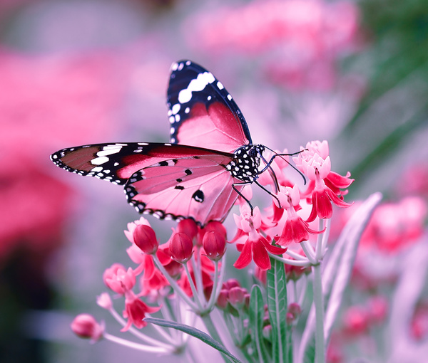 Butterfly drinking nectar on pink flowers HD picture