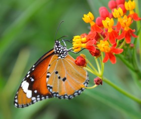 Butterfly pollinating spring flowers Stock Photo