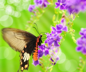 Butterfly with Beautiful Butterfly Orchid Stock Photo