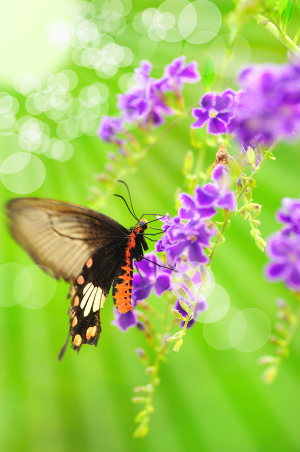 Butterfly with Beautiful Butterfly Orchid Stock Photo