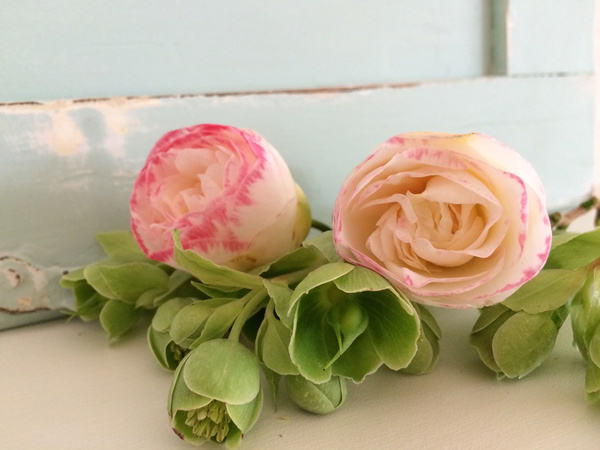 Camellia flowers Stock Photo