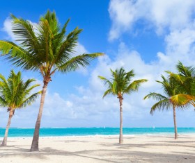 Caribbean sea and coconut palms