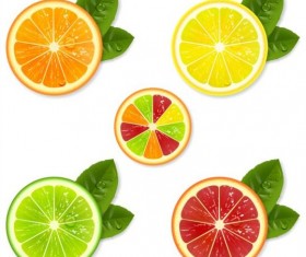 Citrus fruit illustration vector material