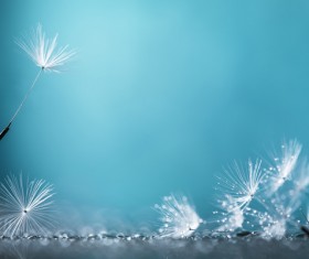 Close-up of a dandelion on a blue background