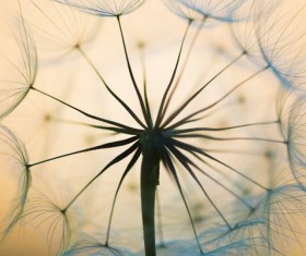 Close-up of dandelions with sunset background