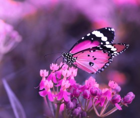 Closeup butterfly on flower blossom Stock Photo