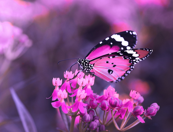 Closeup butterfly on flower blossom Stock Photo