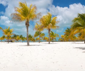 Coconut tree and blue sky with white clouds background