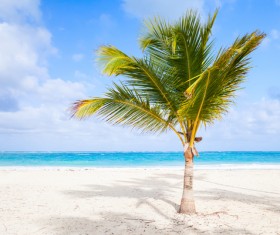 Coconut trees with blue sea background on the beach