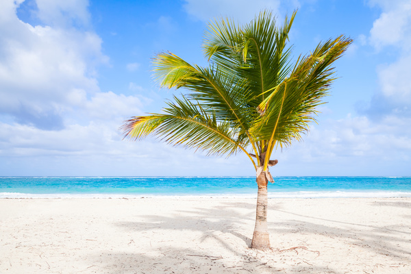 Coconut trees with blue sea background on the beach