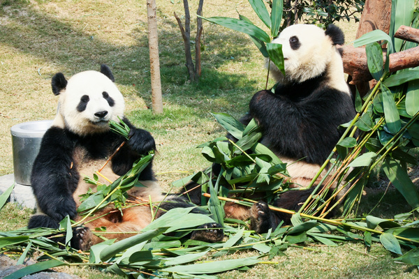 Cute giant pandas eating bamboo Stock Photo