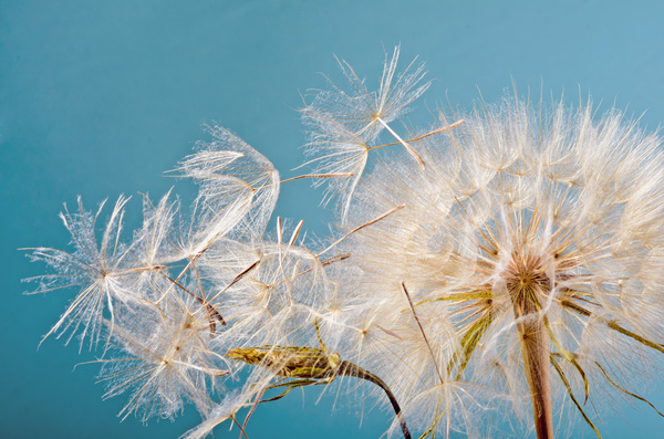 Dandelion against the backdrop of a blue background
