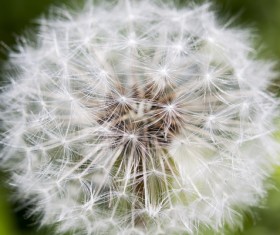 Dandelion fluff closeup and green background